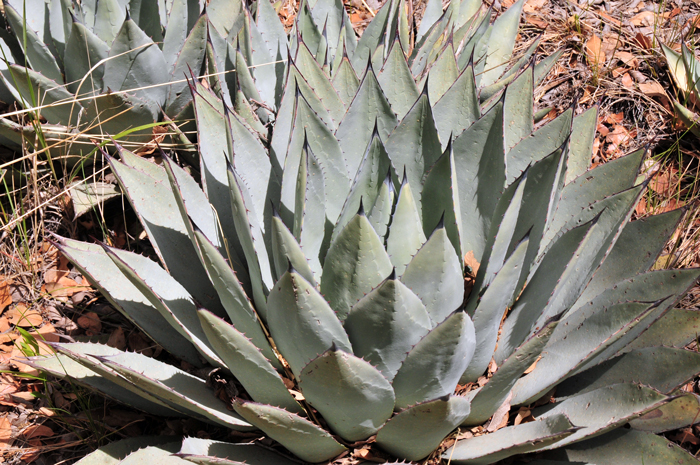 Parry's Agave has green or gray-green succulent leaves that overlap each other (imbricate). Leaves vary from 4 to 26 inches long depending on which sub-species or variety you’re looking at. Note the claw-like appendages along the margins and at the terminal spine. Agave parryi 